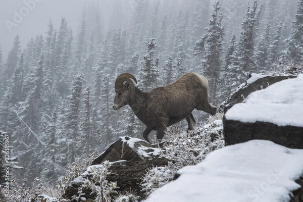 Obraz Bighorn sheep Ram