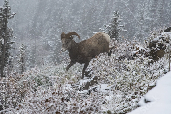Obraz Mountain sheep