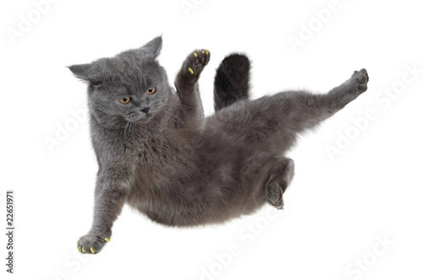 Fototapeta British cat dancing breakdance