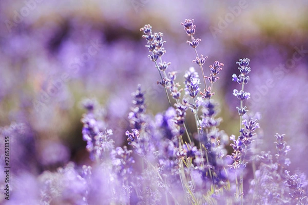 Fototapeta Violet lavender field at soft light effect