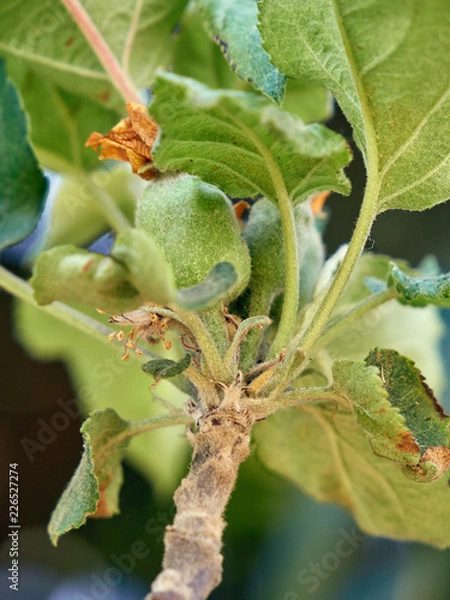 Fototapeta Apple on branch