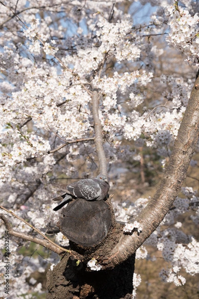 Fototapeta 鳩と桜