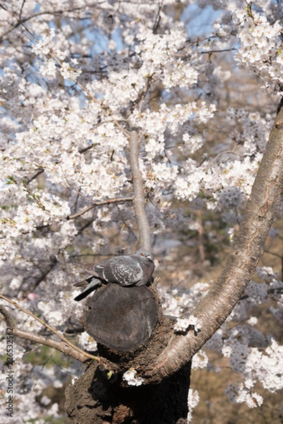 Fototapeta 鳩と桜