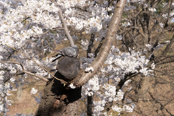 Fototapeta 鳩と桜