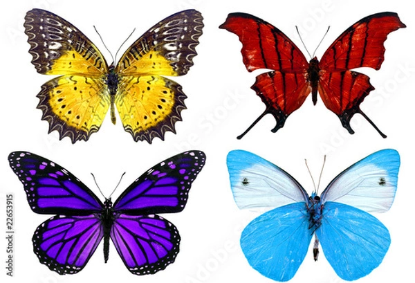 Obraz Some various butterflies isolated on white