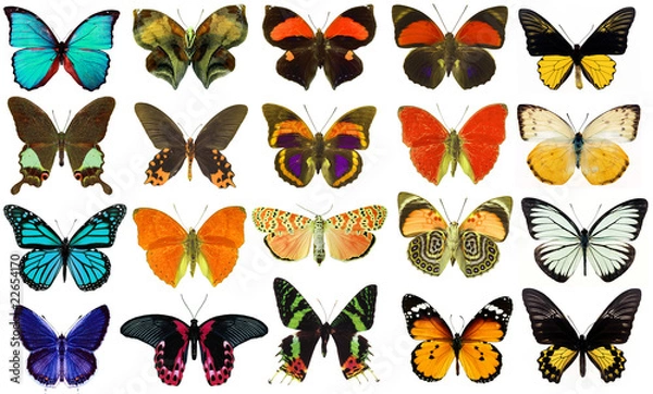 Obraz collection various butterflies isolated on white