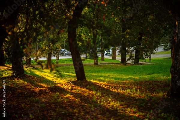 Obraz the sun's rays in the autumn Park, sunset through the leaves of trees