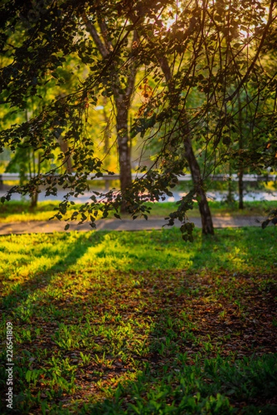 Fototapeta the sun's rays in the autumn Park, sunset through the leaves of trees
