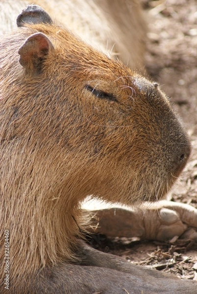 Fototapeta Capybara