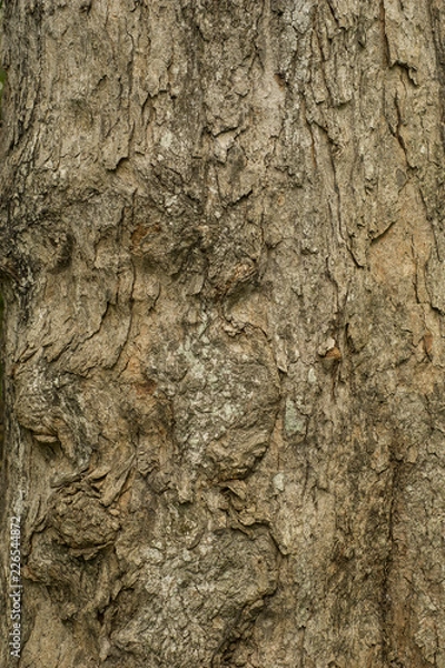 Fototapeta Bark