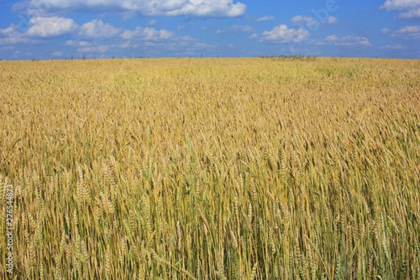 Obraz Yellow Ears of Wheat