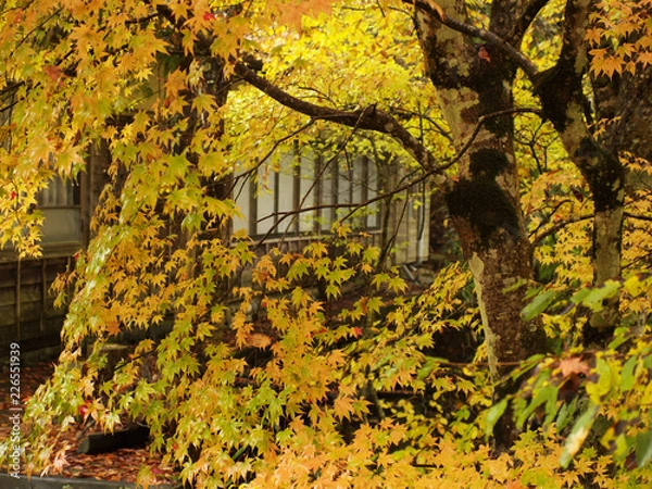 Obraz 日本の紅葉