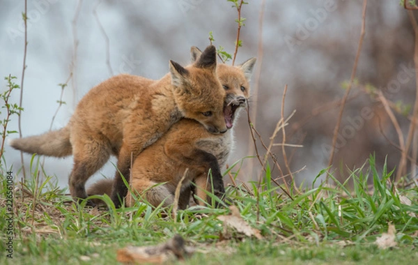 Obraz Red fox in the wild