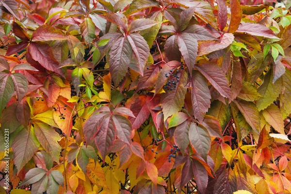 Fototapeta Background with autumn wild grapes