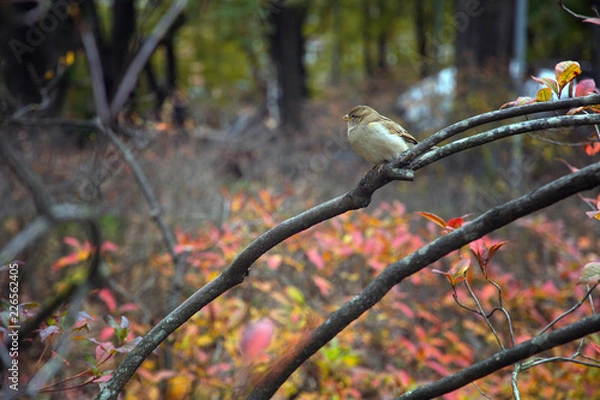 Fototapeta Sparrow sitting on a branch
