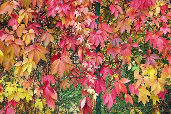 Fototapeta Bright autumn background