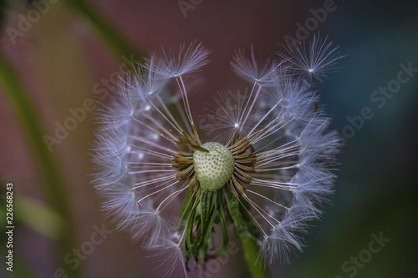 Fototapeta Pusteblume