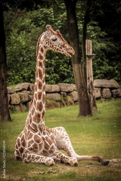 Fototapeta Giraffe