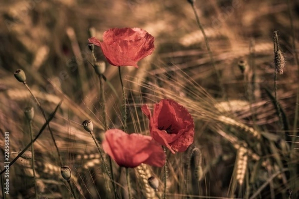 Fototapeta Mohnblume