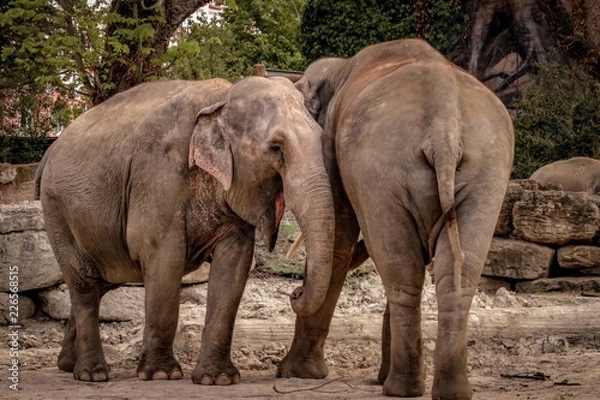 Fototapeta Beste Freunde