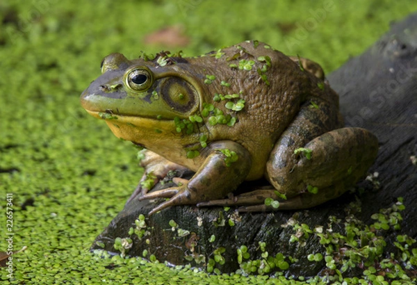 Obraz Bullfrog