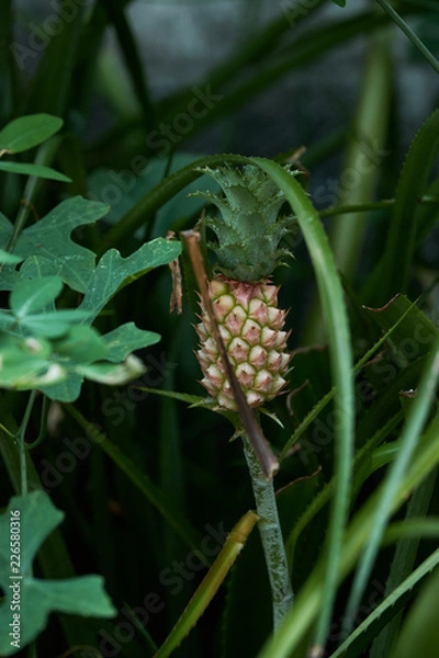 Obraz little pineapple