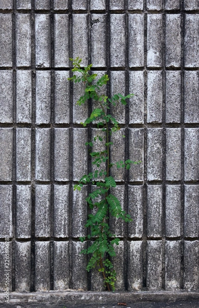 Obraz weed in the wall