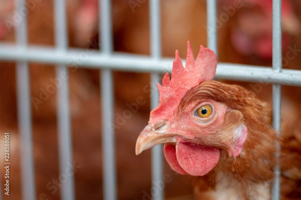 Fototapeta Brown chickens on a chicken farm