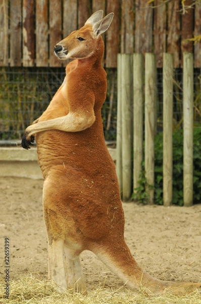 Obraz Kangourou Roux