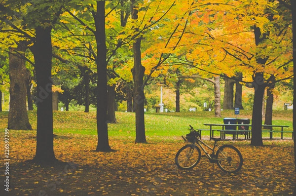 Obraz bicycle in park