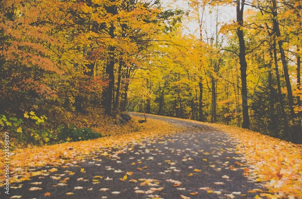 Obraz road in autumn forest