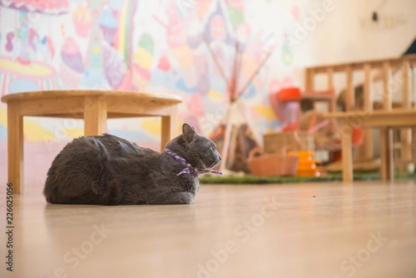 Obraz Cute cat in the cafe'