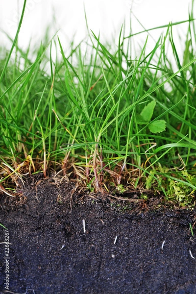 Fototapeta young grass