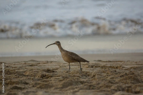 Obraz ave en la playa