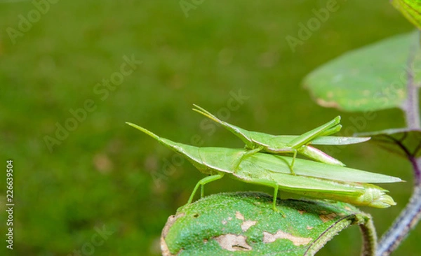 Obraz オンブバッタ(交尾)