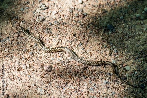 Fototapeta Common viper blends in on a sunny path on the island of Seili, in the Åland Islands, Finland.