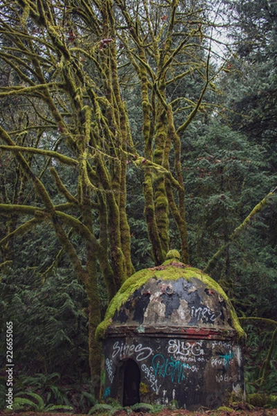 Obraz Abandoned forest