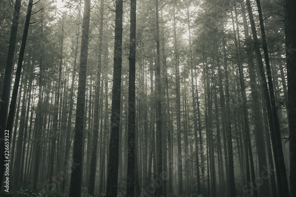 Obraz forest in the fog
