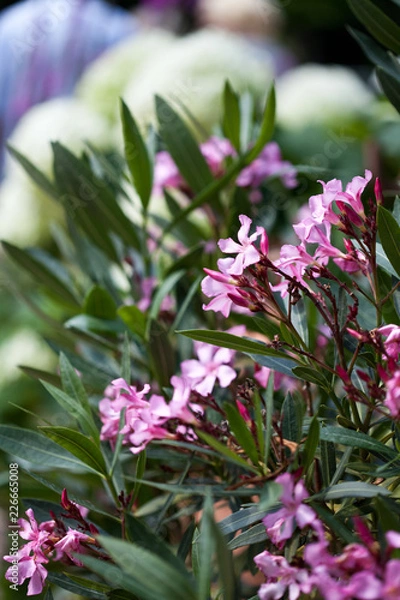 Obraz Oleander