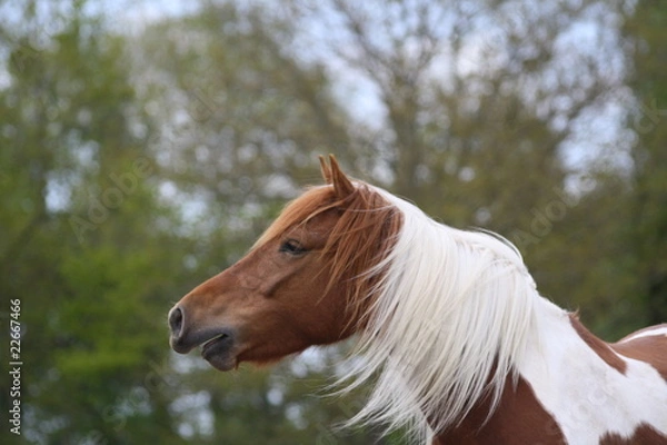 Obraz Pinto qui hennit