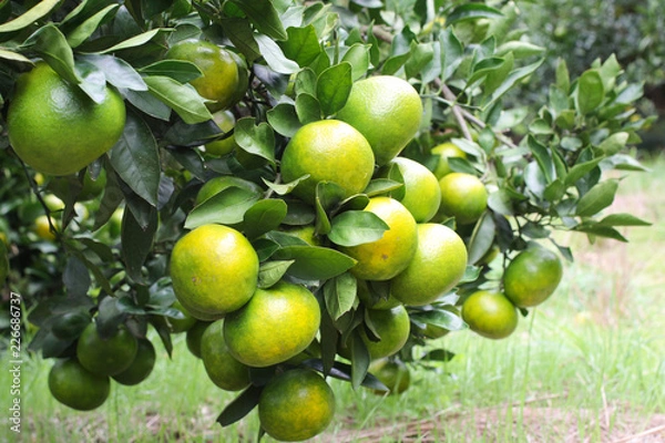 Obraz みかん農園