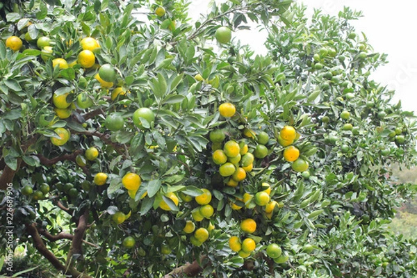 Obraz みかん農園