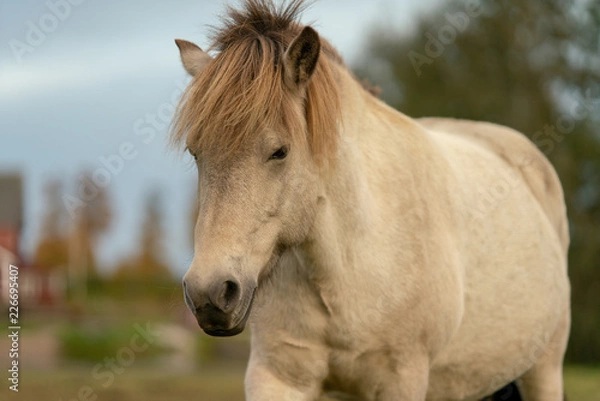 Obraz White Iclandic Horse mare