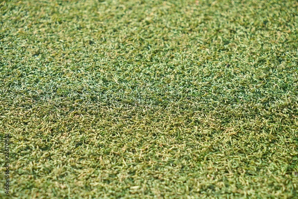 Fototapeta green grass background