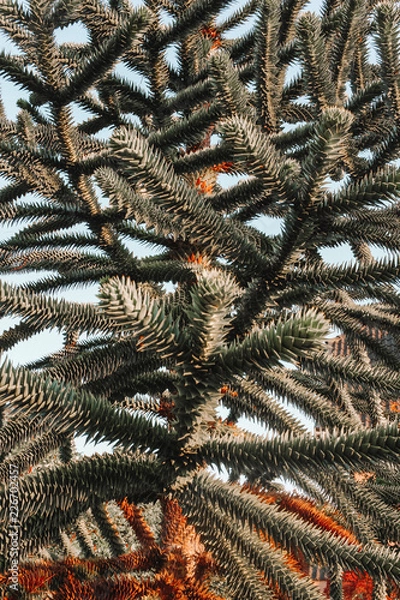 Obraz Copenhagen Sightseeing