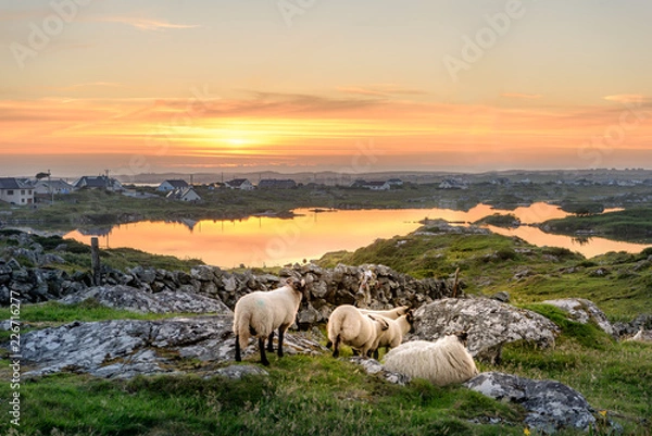 Obraz Ireland Sunset at a lake with sheep near Clifden, Roundstone and Connemara in Ireland