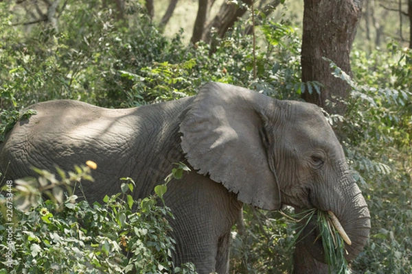 Obraz Elephant eating in the forest