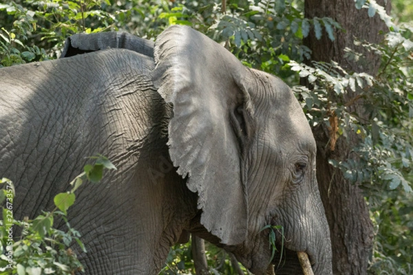 Obraz Elephant eating in the forest