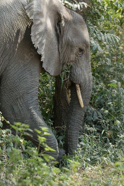 Obraz Elephant eating in the forest