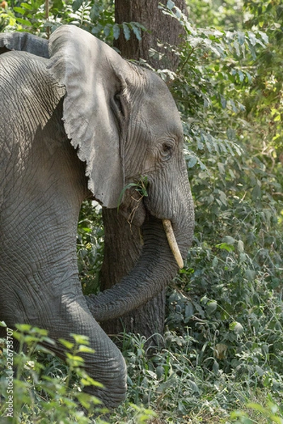 Obraz Elephant eating in the forest